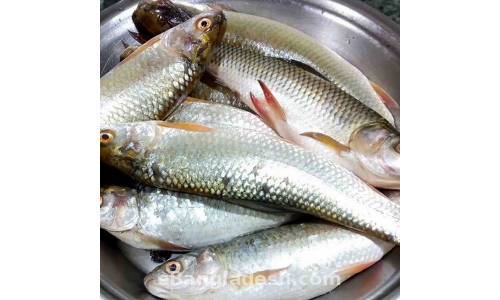 Silver Curp Fish - 1 kg