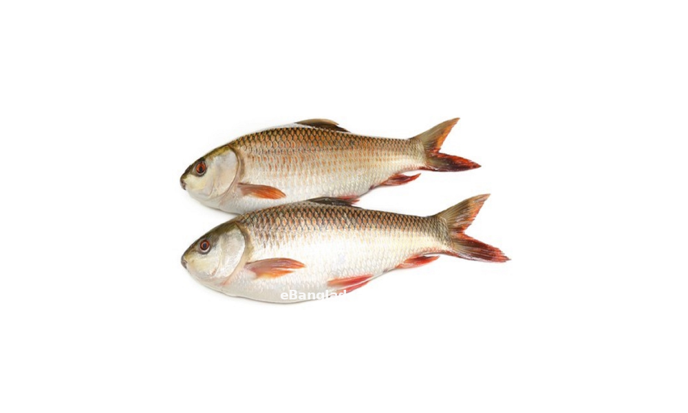 Rohi Fish 1 Kg