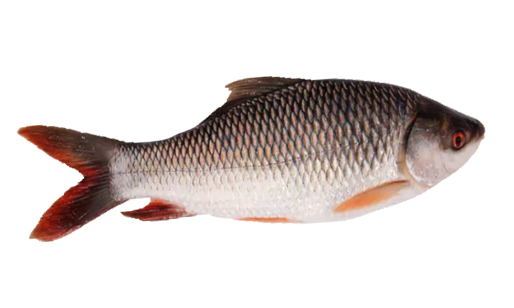 Ruhu Fish 1 kg