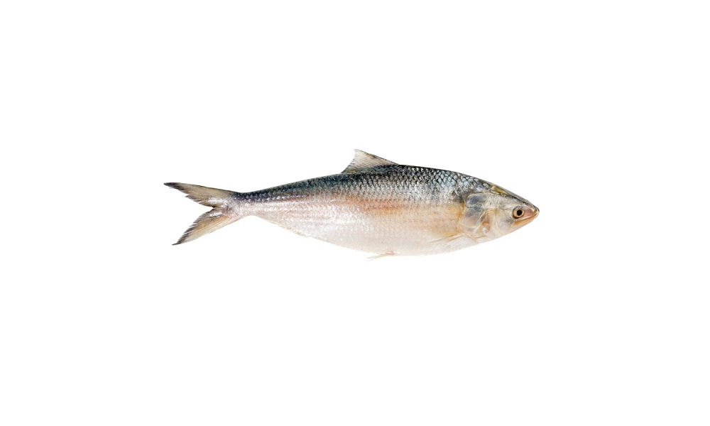 Hilsa Large (1 kg+ Per Fish) - 1 kg